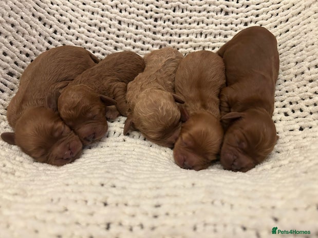 Cavapoo dogs F1 Red Cavapoo puppies - Advert 8