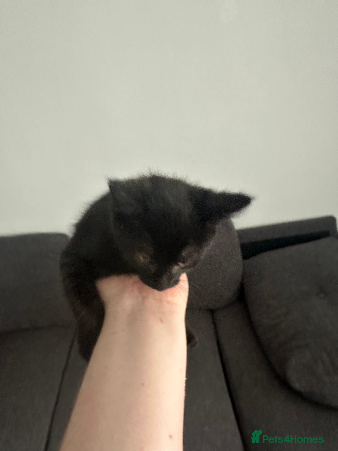 Domestic Shorthair cats for sale: Playful male kitten - Image 5