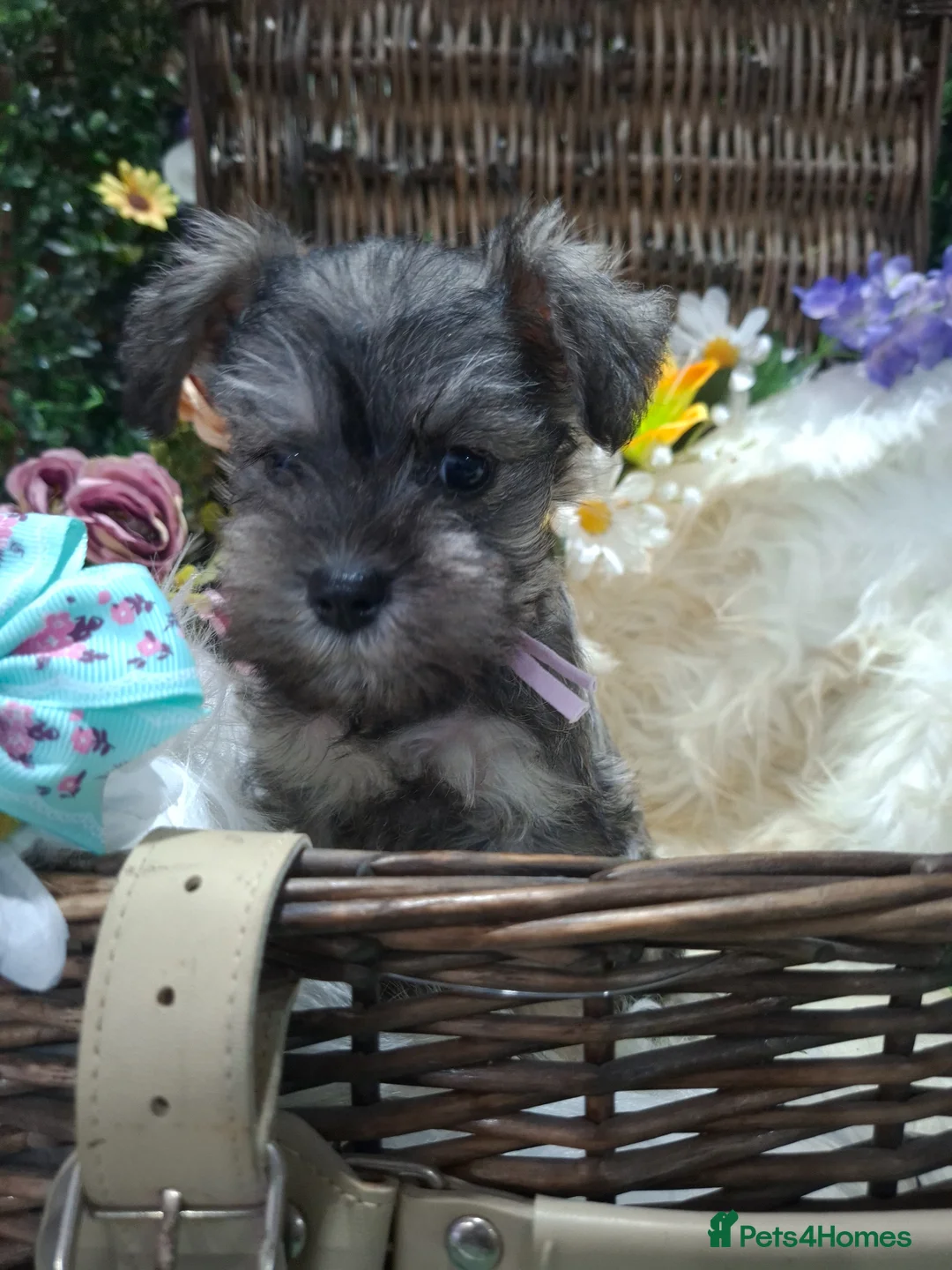 Miniature Schnauzer dogs for sale: Kc USA lines miniature schnauzers  - Advert 14