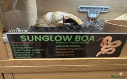 Boa Snake reptiles for sale: Sunglow boa constrictor c - Advert 4