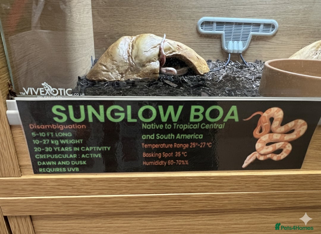 Boa Snake reptiles for sale: Sunglow boa constrictor c - Advert 4