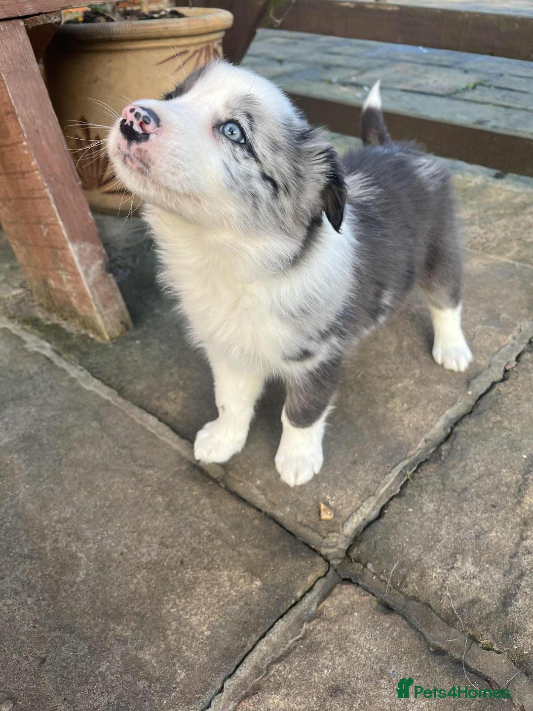 Border Collie dogs for sale: Border collie puppy’s blue merle - Advert 1