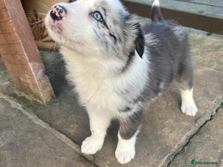 Border Collie dogs Border collie puppy’s merles - Advert 10