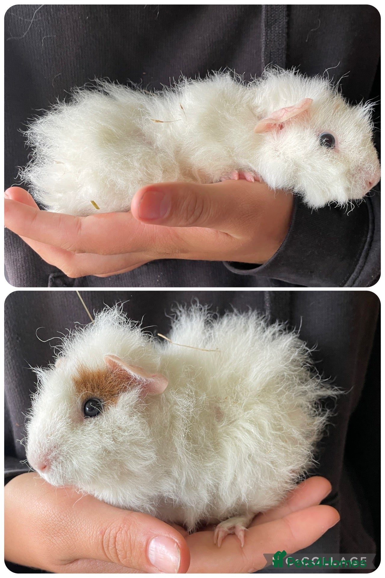 Guinea Pig rodents Baby boar guinea pigs  - Advert 2