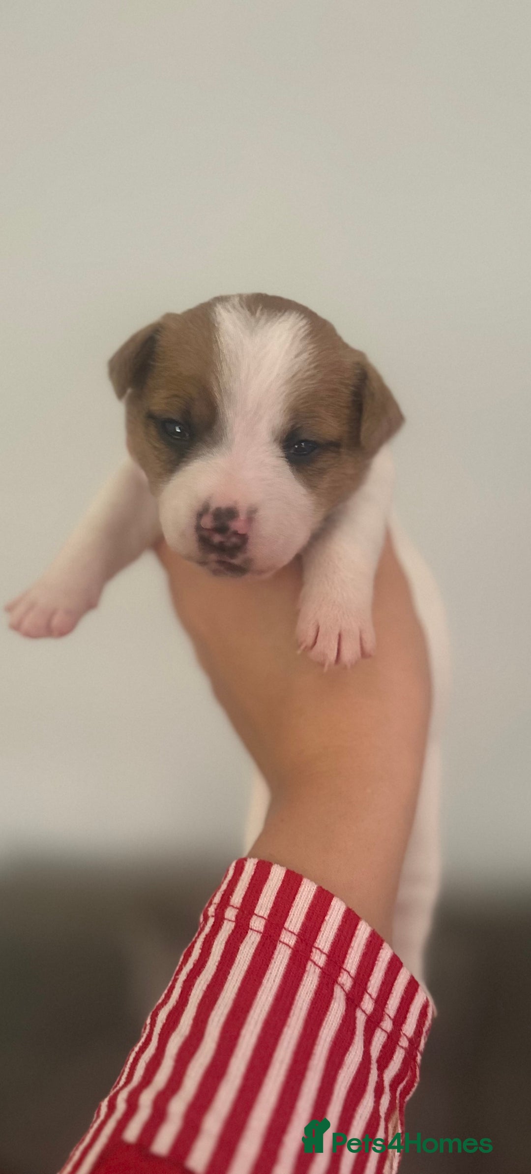 Jack Russell dogs for sale: 3 beautiful Jack russels left  - Advert 11