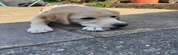Labrador Retriever dogs for sale: Six month old Labrador Retriever  - Advert 9