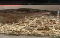 Python Snake reptiles for sale: Whiskey - Image 3