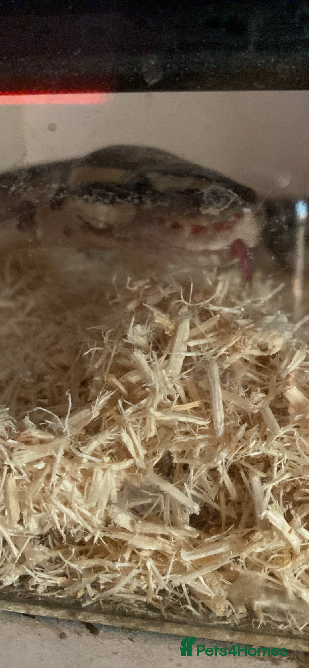 Python Snake reptiles for sale: Whiskey - Image 3