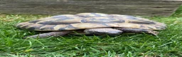 Hermann Tortoise reptiles for sale: Hermann Tortoise - Advert 1