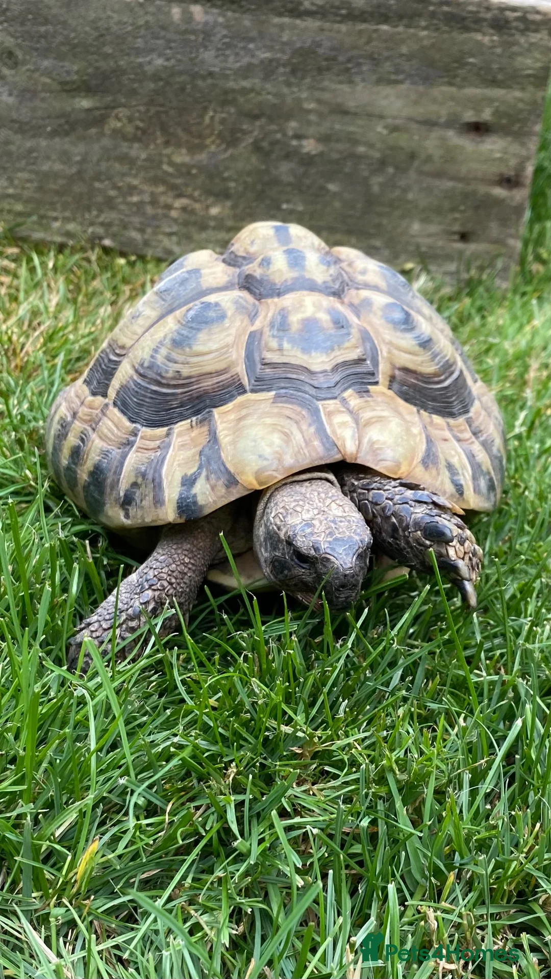 Hermann Tortoise reptiles for sale: Hermann Tortoise - Advert 1