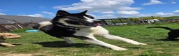 Huskita dogs for stud: Huskita for stud in Corby - Advert 5