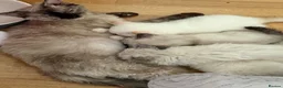 Selkirk Rex cats for sale: Selkirk rex kittens  - Advert 21