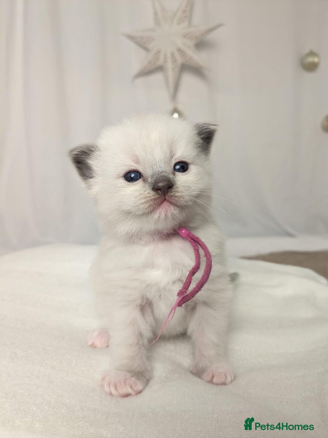 Ragdoll cats for sale: Beautiful GCCF Registered Ragdoll Kittens  🐾 - Advert 19