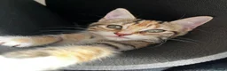 Bengal cats for sale: A beautiful Mixed Bengal Female cat - 2 years old  - Advert 6