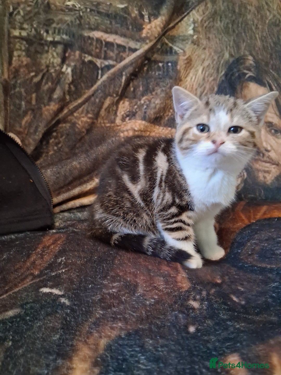 Mixed Breed cats for sale: Scottish straight cross kittens  - Image 13