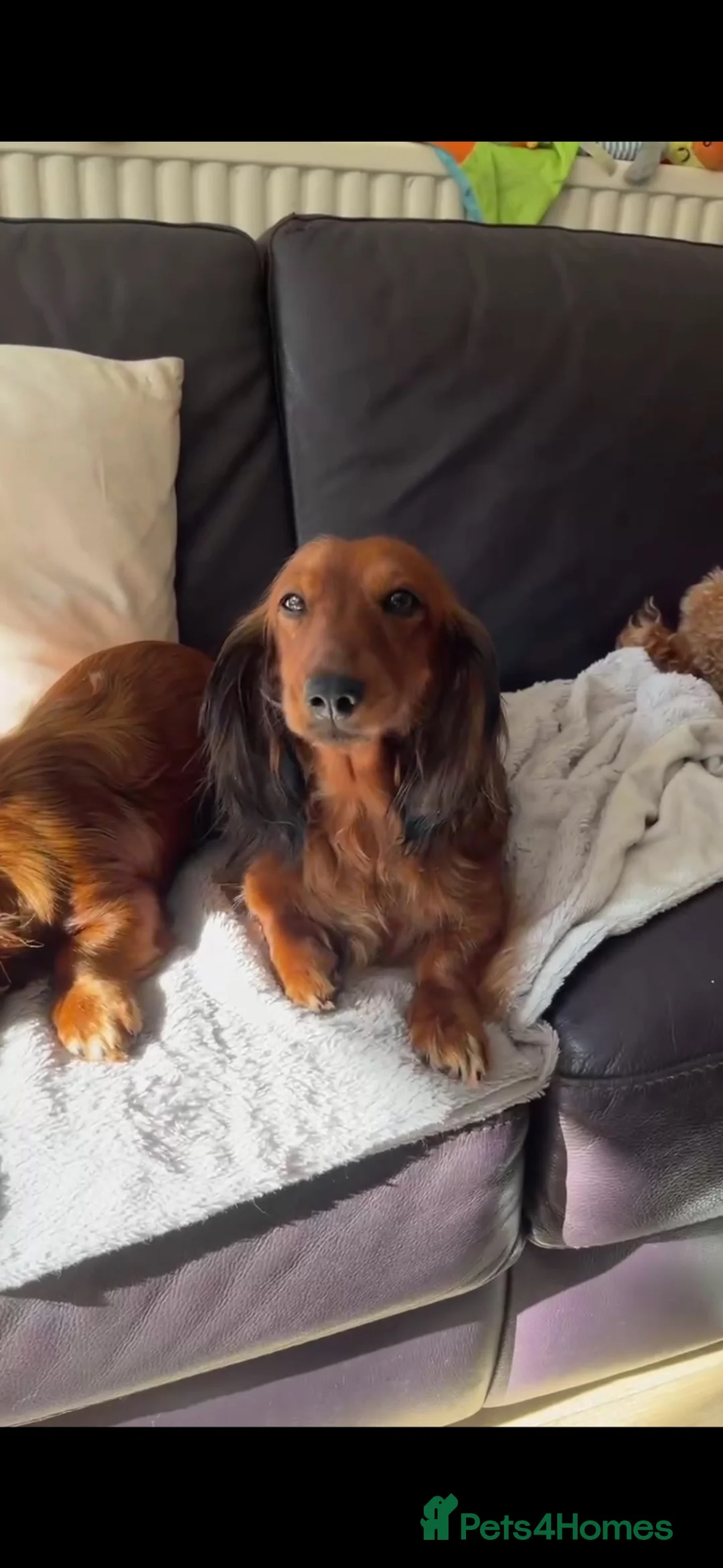Miniature Dachshund dogs for sale: 6 month old KC reg pra clear red girl - Advert 6