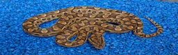 Boa Snake reptiles for sale: Argentina Rainbow Boa's - Advert 7