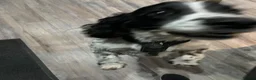 Cocker Spaniel dogs for sale: One very gorgeous boy - Advert 7