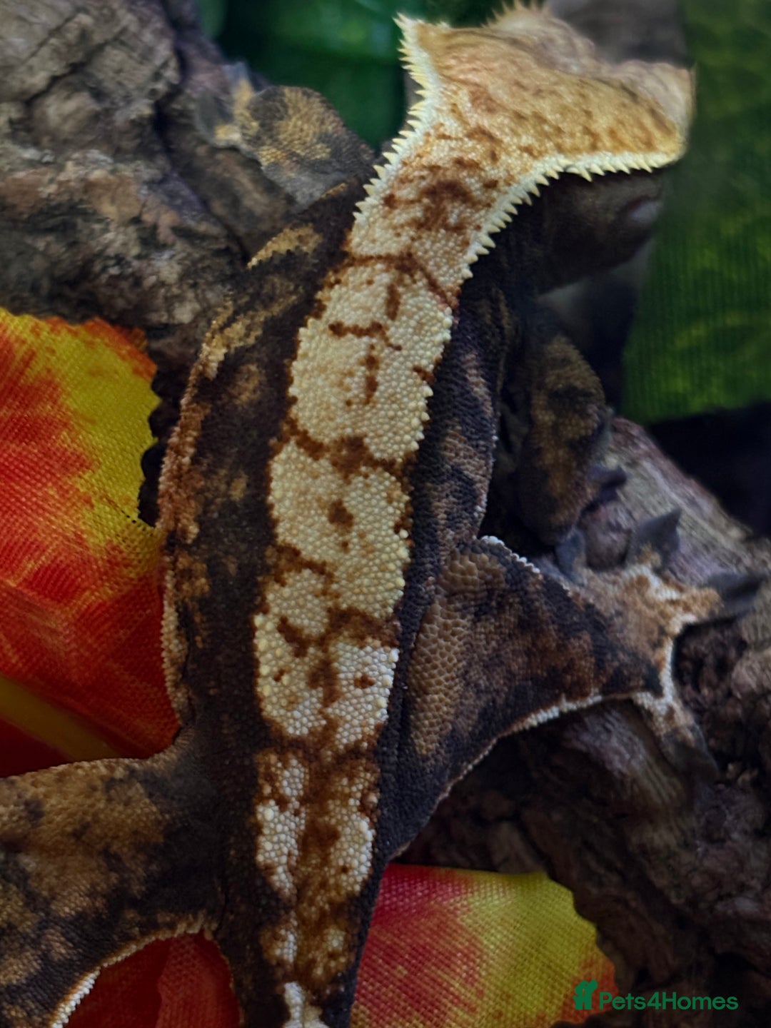 Gecko reptiles for sale: Female crested gecko🦎 - Image 3