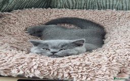 British Shorthair cats for sale: 3 Left Blue BSH Kittens Healthy GCCF Pedigree  - Image 23