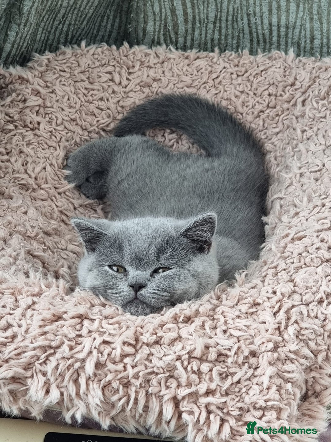 British Shorthair cats for sale: 3 Left Blue BSH Kittens Healthy GCCF Pedigree  - Image 23