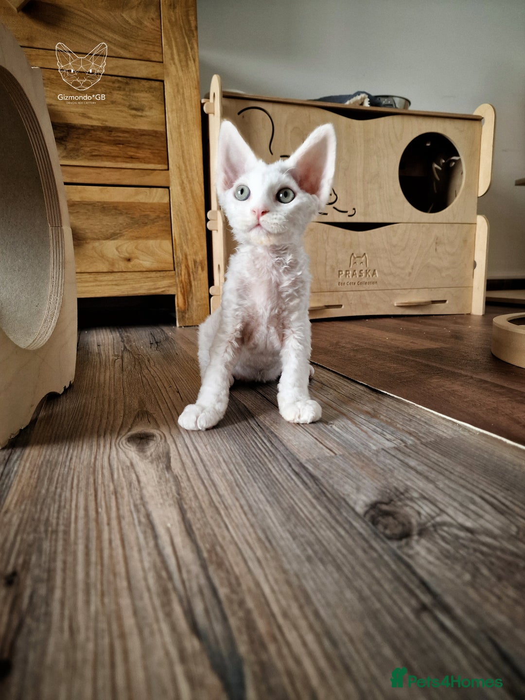 Devon Rex cats for sale: 🤍 Devon Rex Boy 🤍 Ready Soon - Image 6