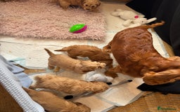 Cockapoo dogs for sale: MINIATURE COCKAPOO PUPPIES RUBYS & GOLDEN  - Image 10