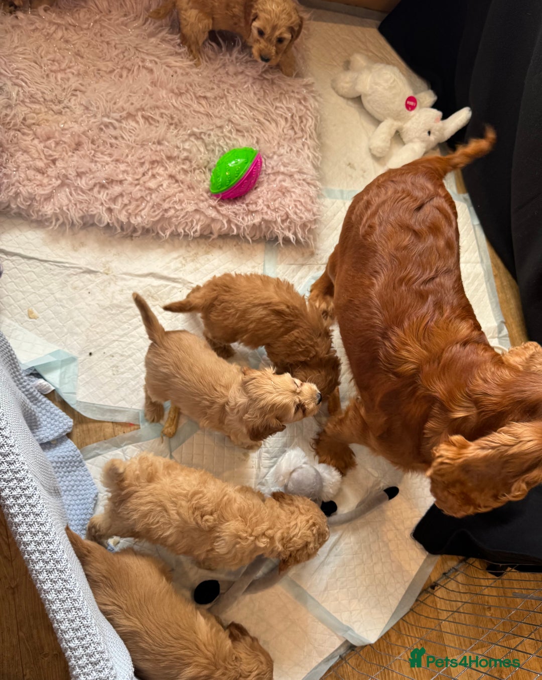 Cockapoo dogs for sale: MINIATURE COCKAPOO PUPPIES RUBYS & GOLDEN  - Image 10