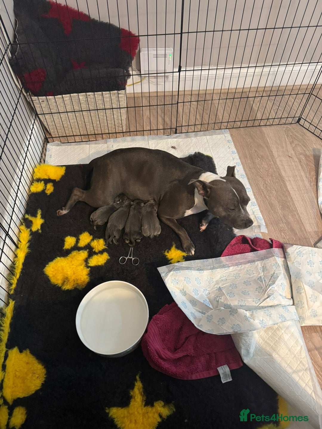 Staffordshire Bull Terrier dogs for sale: 🐶 KC Reg Staffordshire Bull Terrier Puppies 🐶 - Image 23