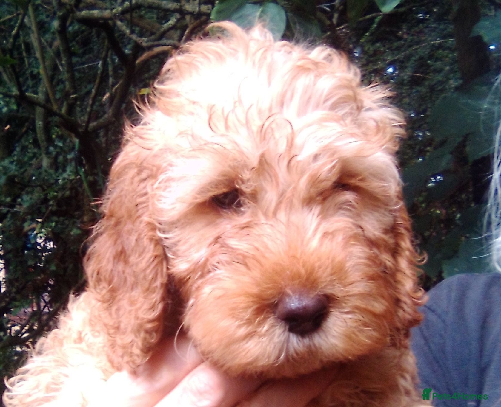 Cockapoo dogs Gorgeous Cockapoos  - Advert 1