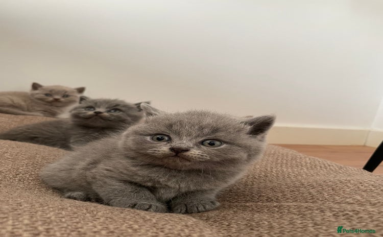 British Shorthair cats - Advert 9