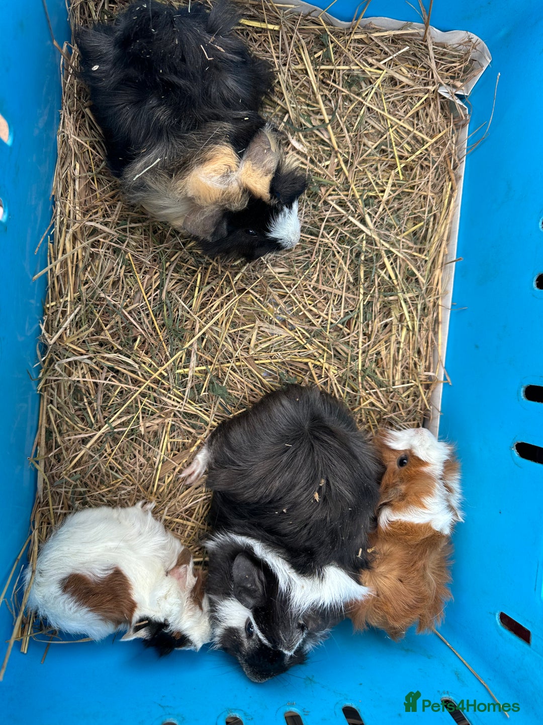 Guinea Pig rodents for sale: Lovely funky haired male guinea pigs. - Advert 3