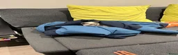 Snowshoe cats for sale: Snowshoe kitten  Looking for a Loving Home - Advert 9