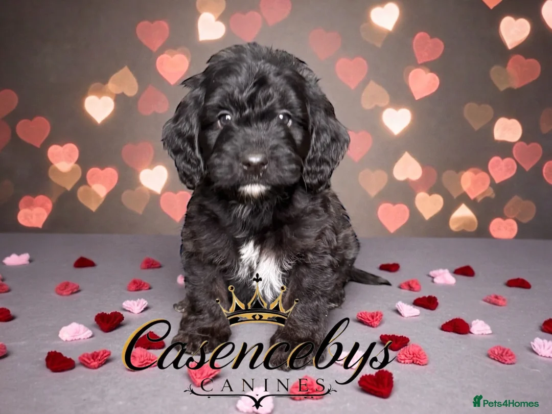 Cockapoo dogs for sale: 🐶THE MOST PERFECT DNA CLEAR MINI F1 COCKAPOOS🐶 - Advert 12