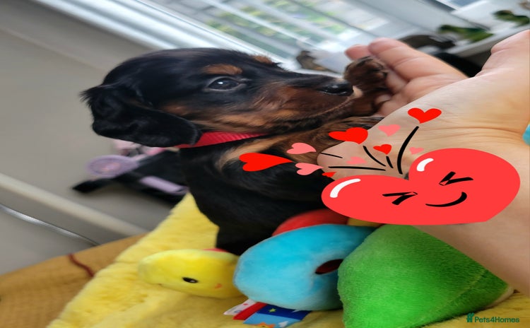 Dachshund dogs KC Miniature Dachshund  - Advert 3