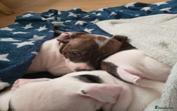 Staffordshire Bull Terrier dogs for sale: Staffie puppies for sale  - Image 23