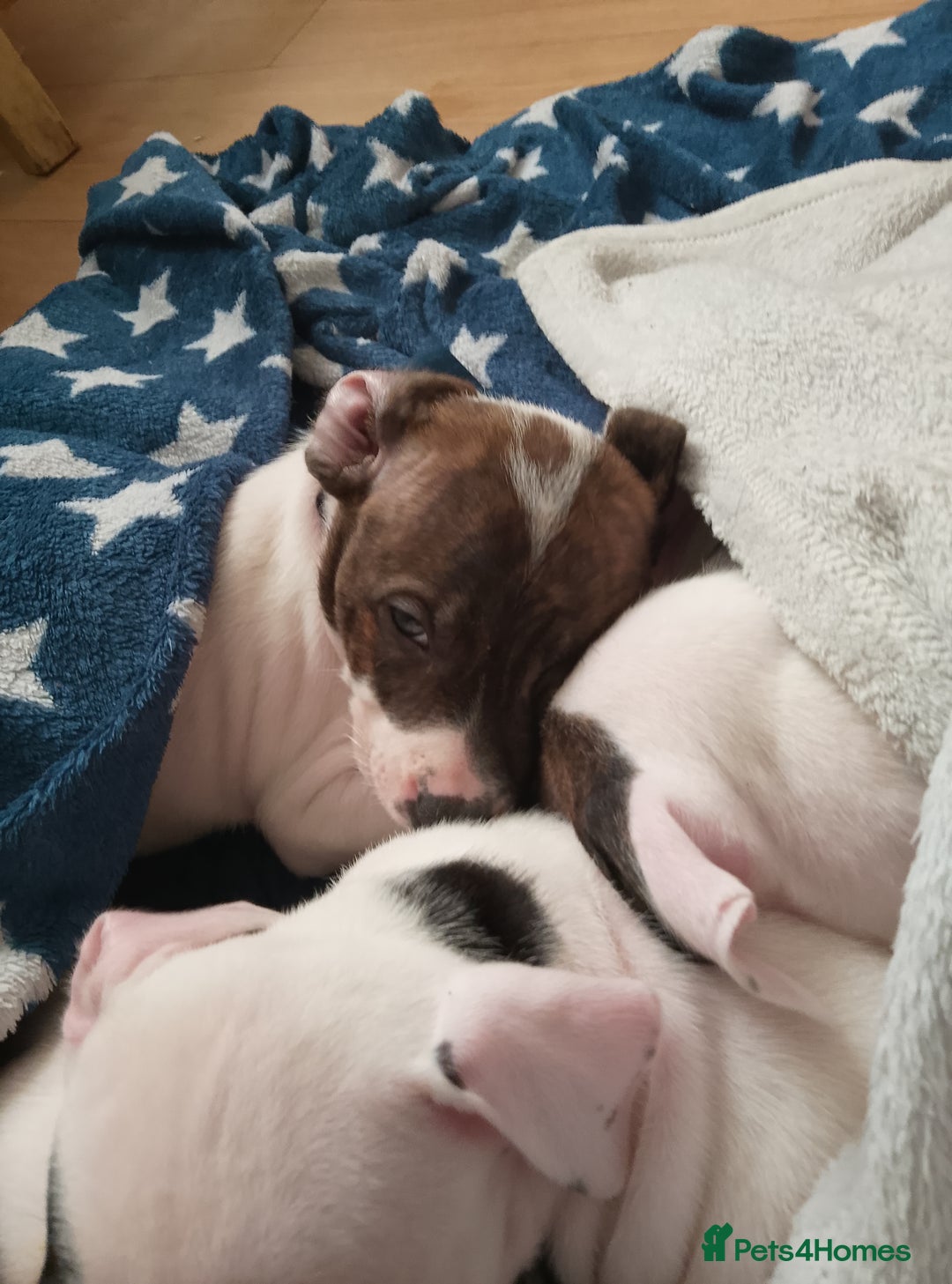 Staffordshire Bull Terrier dogs for sale: Staffie puppies for sale  - Image 23