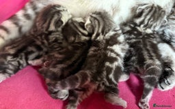 British Shorthair cats for sale: GCCF Rare Show Quality BSH Silver Tabby Kittens - Image 13