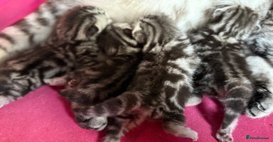 British Shorthair cats - Advert 1