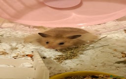 Hamster rodents for sale: Loving homes only - Image 2
