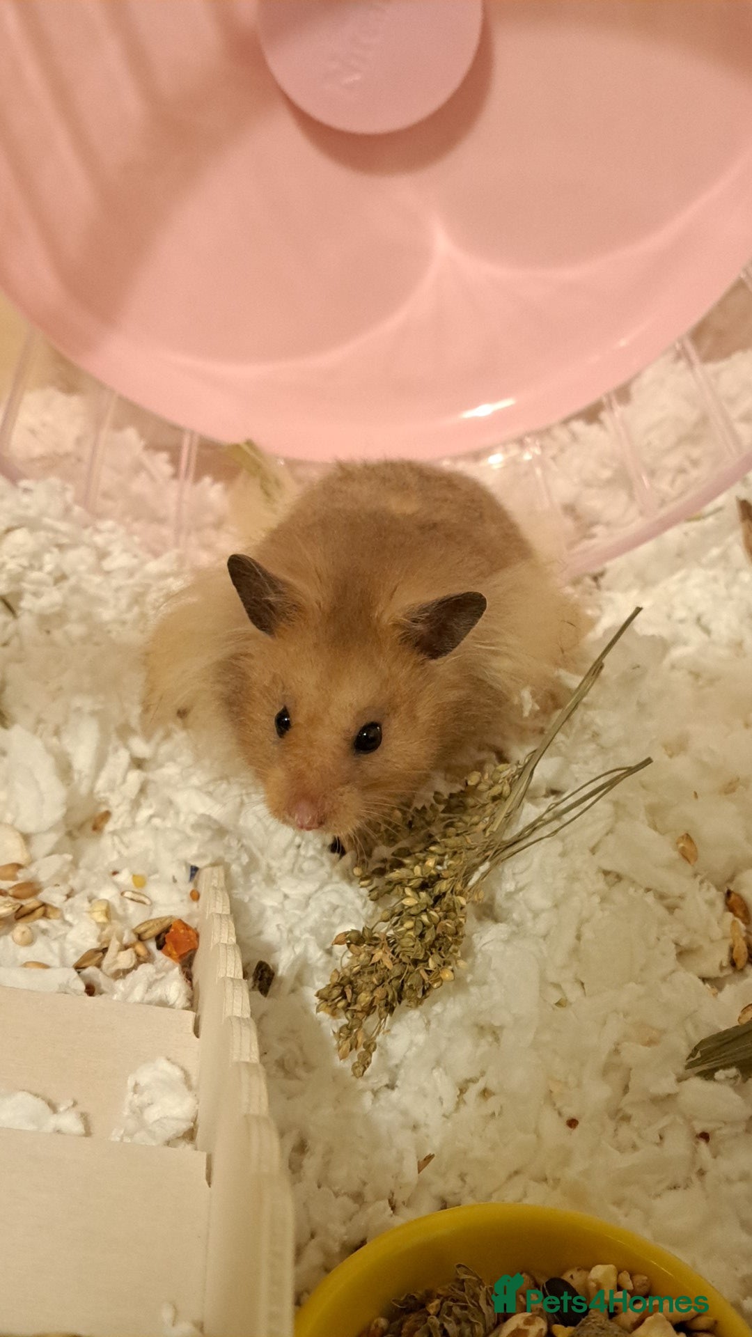 Hamster rodents for sale: Loving homes only - Image 2