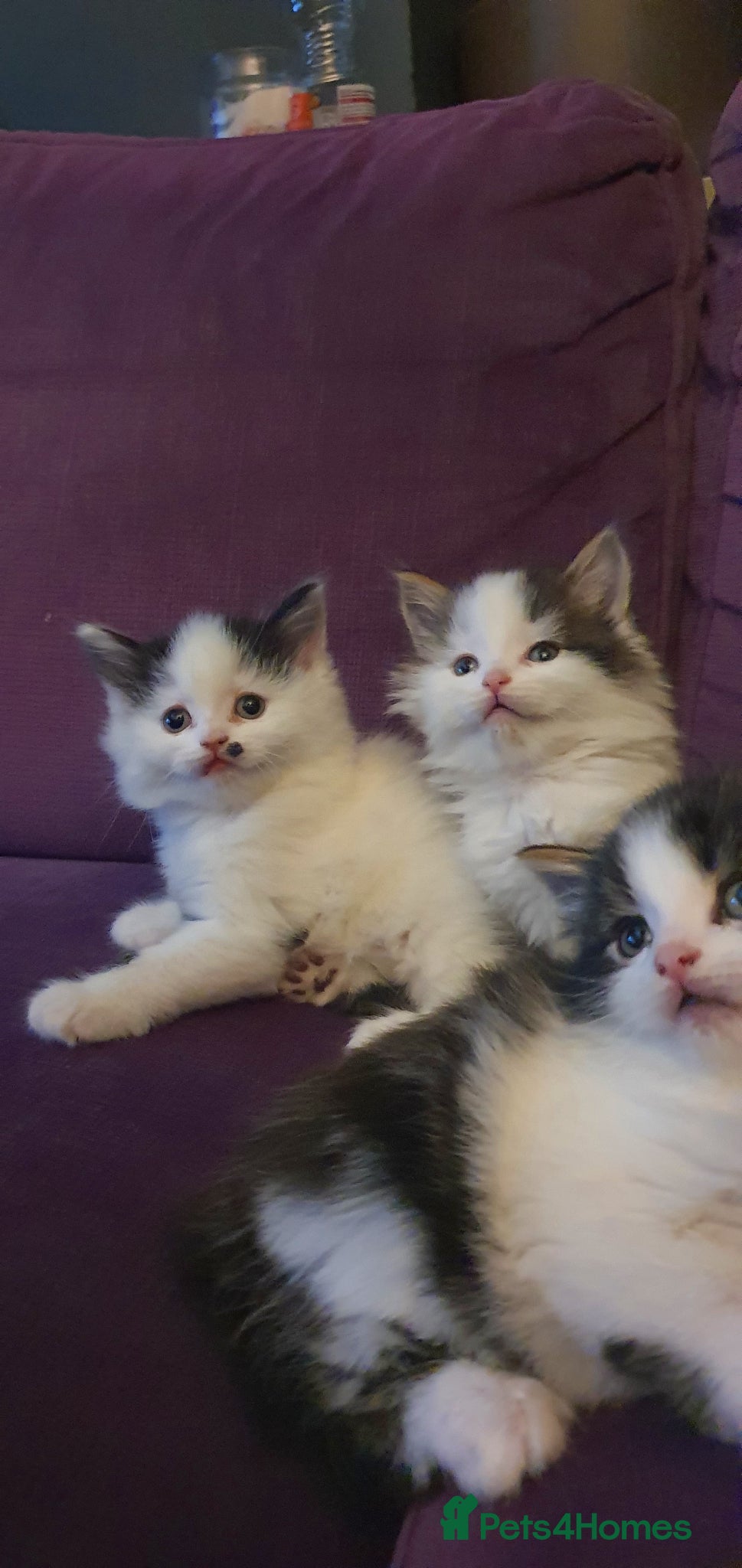 Persian cats Adorable Persian Kittens - Advert 2