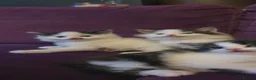 Persian cats for sale: Adorable Persian Cross Kittens - Advert 11