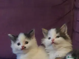 Persian cats Adorable Persian Kittens - Advert 2