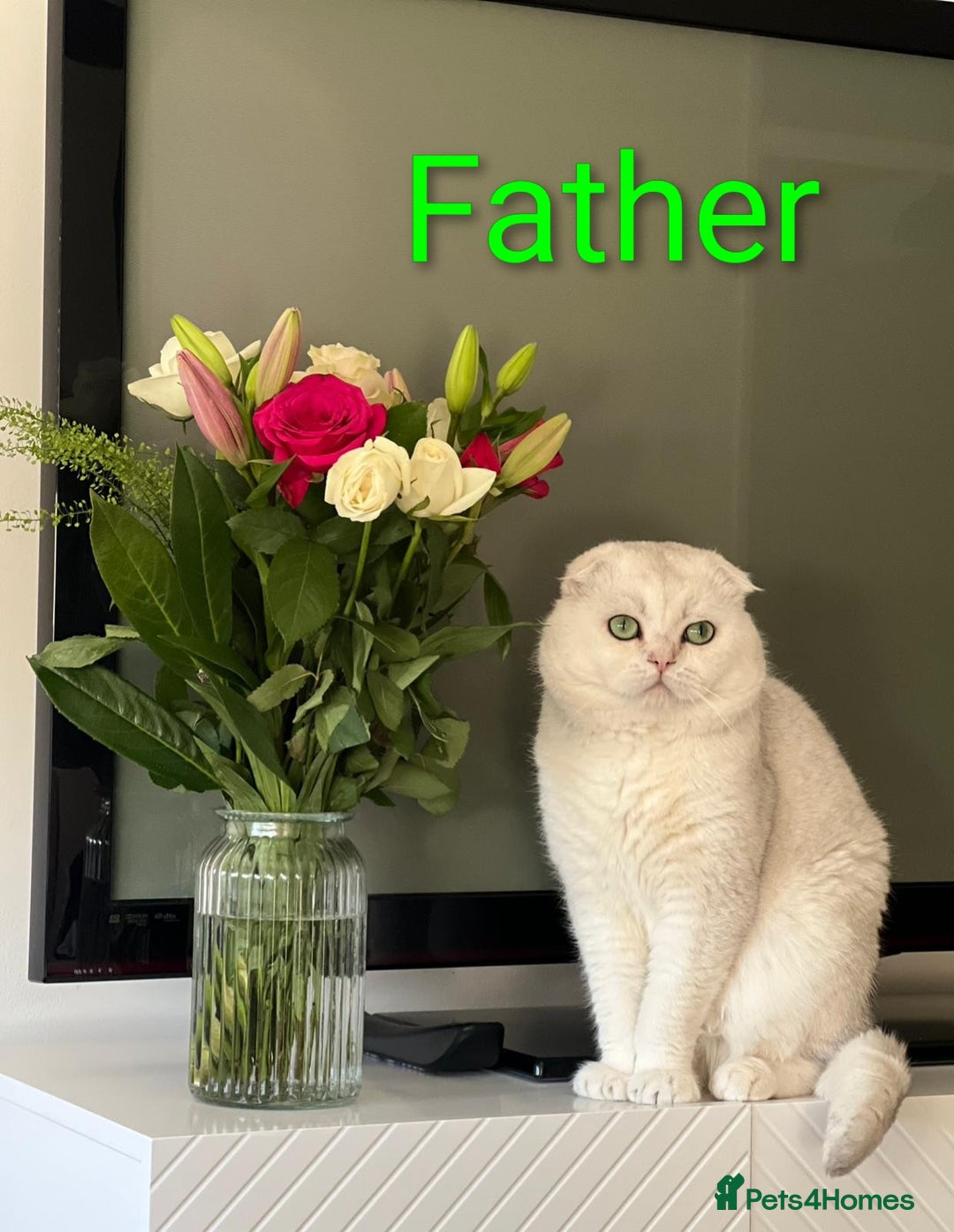 Scottish Fold cats for sale: 🥰 Scottish fold kitties for loving homes 💗 - Advert 3