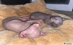 Sphynx cats for sale: 3 adorable Sphynx looking for their forever home  - Image 17