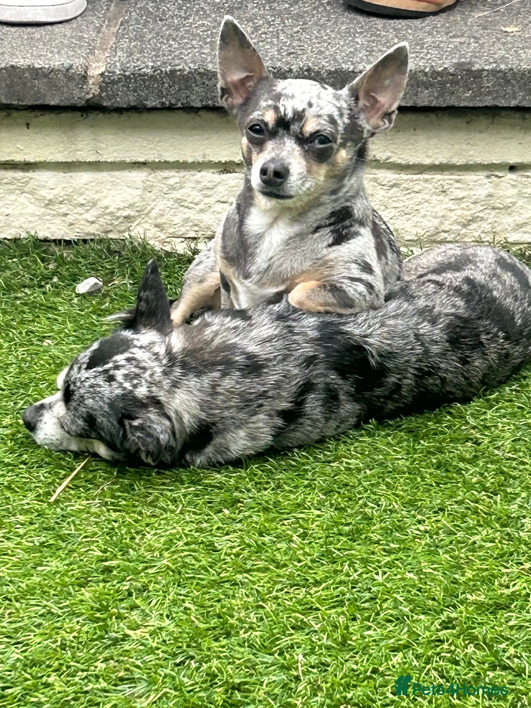 Chihuahua dogs for stud: merle chihuahua for stud in Manchester - Advert 6