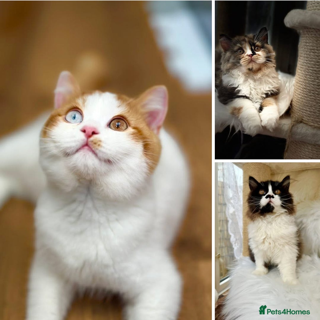 British Shorthair cats for sale: Pedigree Champion line BLH/BSH kittens 🩵🩷💙 - Image 1