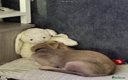 Mixed Breed dogs for sale: Flash - Image 2