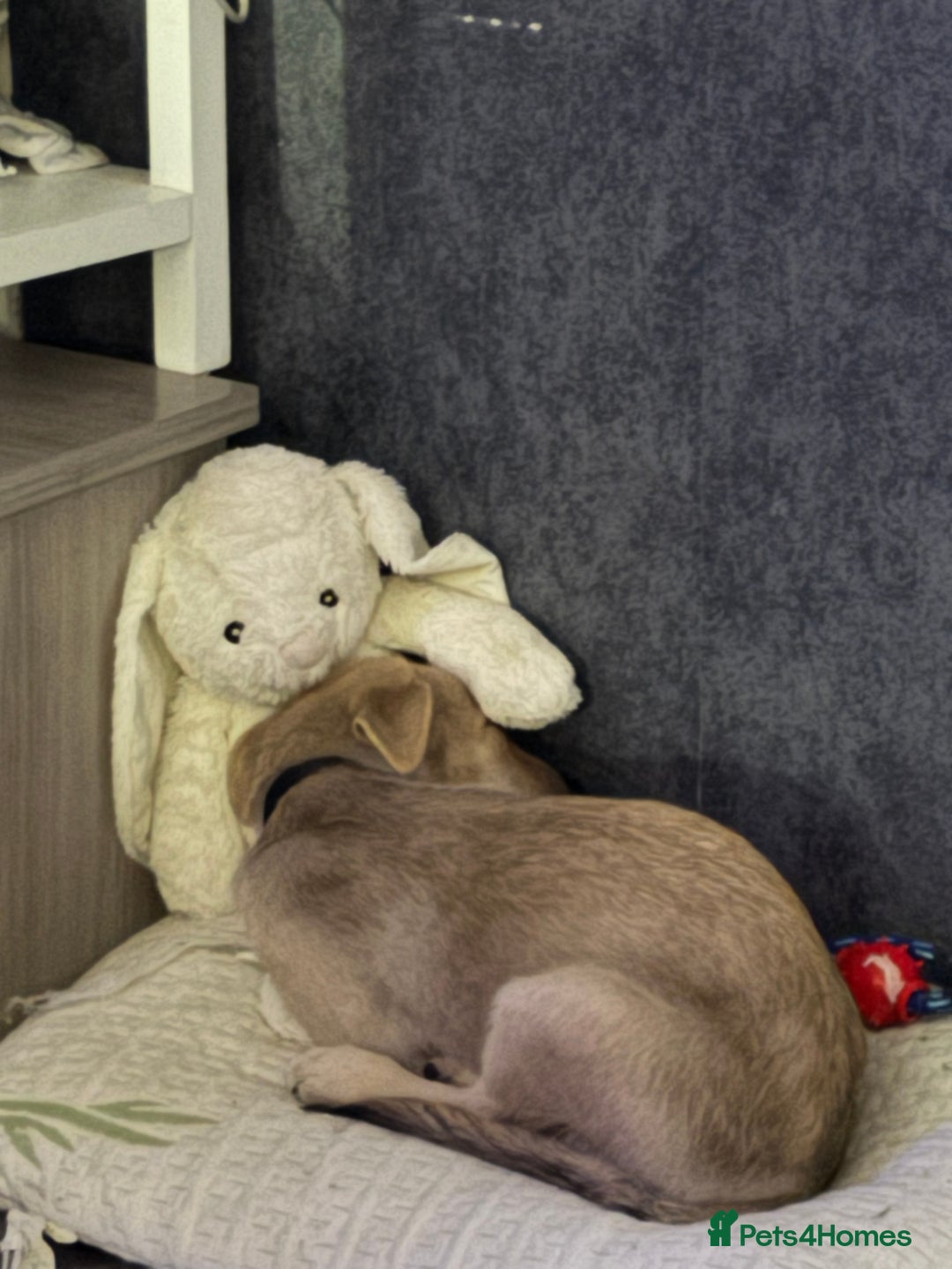 Mixed Breed dogs for sale: Flash - Image 2